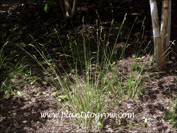 Bicknell’s Sedge (Carex bicknellii)